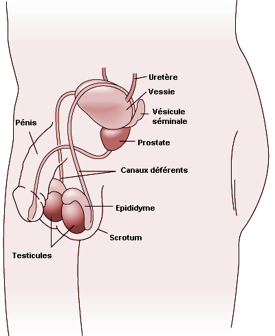 Troubles de l'appareil reproducteur masculin