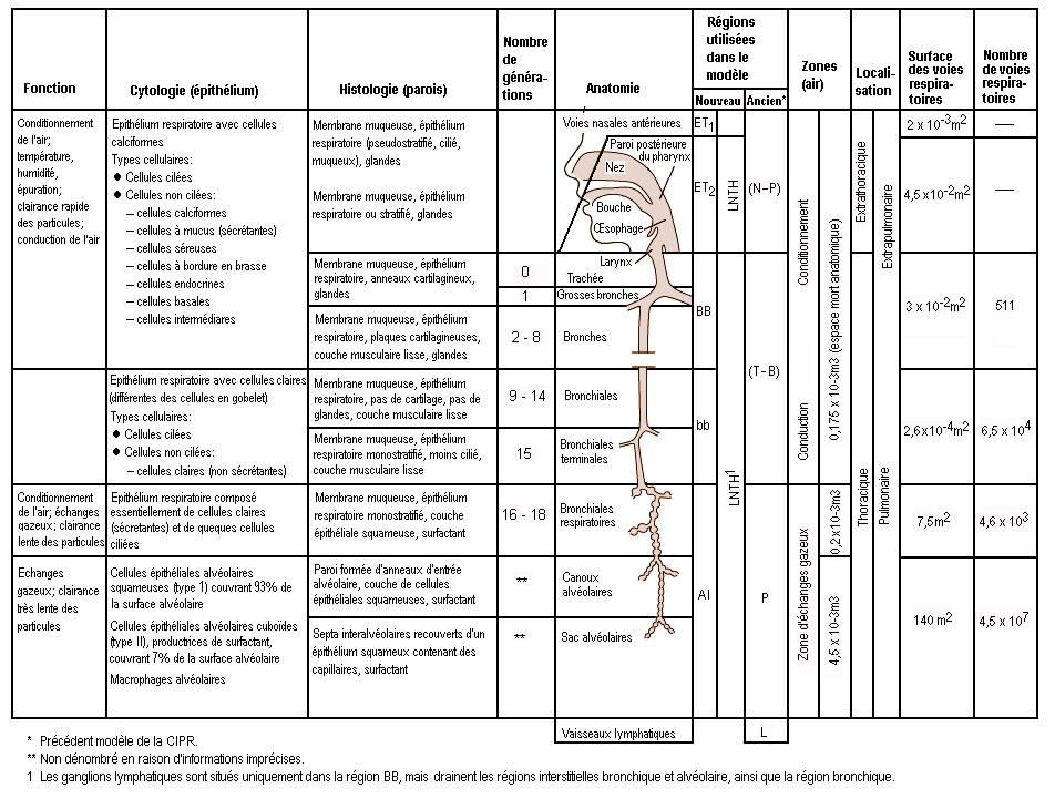 TOUTE LA BIOLOGIE - Qu'est ce que le système respiratoire?  ---------------------------------------------------- Le système respiratoire  regroupe les organes qui permettent d'inspirer et d'expirer l'air dans le  but de fournir de l'oxygène (O2) à