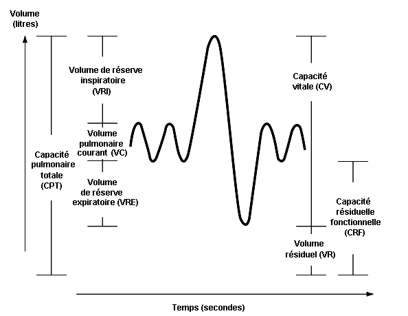 Cinq fonctions du système respiratoire