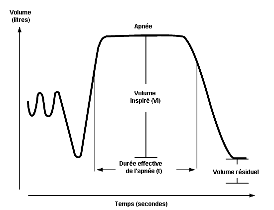 Cinq fonctions du système respiratoire