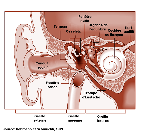 Fonctionnement oreille, rôle et anatomie du système auditif humain