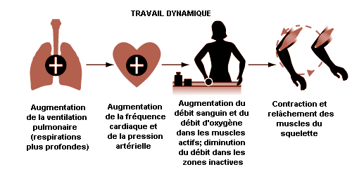 Chapitre 29 - L'ergonomie  Avant bras, Bras, Musculaire