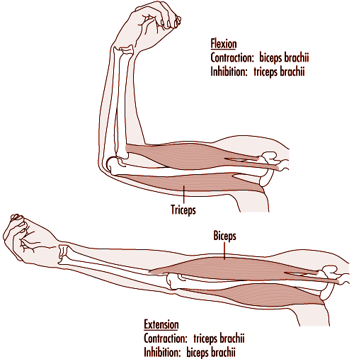 Figure 29.15