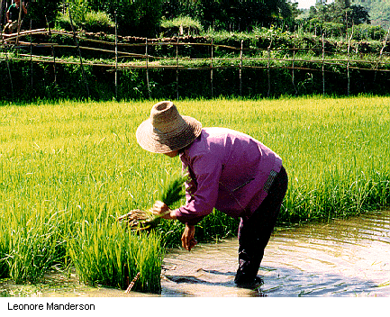 Épandeur de graines avec 8 plaques de semences et semis à Double rangée,  planteur de semences à Rouleau à Main, Engrais de soja, maïs, épandeur  Manuel