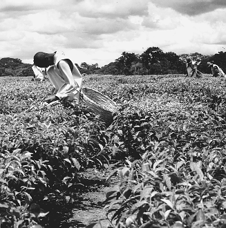 en chemin elle rencontre un jeune garçon citron